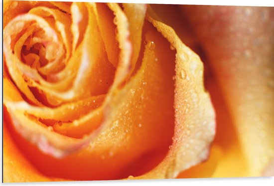 Dibond - Close-up van Regendruppels op Oranje Roos - 105x70 cm Foto op Aluminium (Met Ophangsysteem)