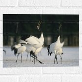 Muursticker - Fluitende Kraanvogels in landschap Vol met Sneeuw - 40x30 cm Foto op Muursticker