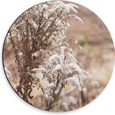 Dibond Muurcirkel - Droge Bloemen in Landschap - 30x30 cm Foto op Aluminium Muurcirkel (met ophangsysteem)