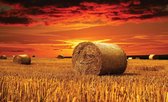 Field Gold Pasture Yield Nature Photo Wallcovering