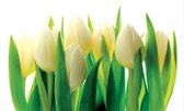 Flowers Tulips Nature Photo Wallcovering