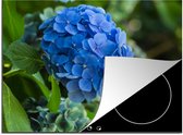 KitchenYeah® Inductie beschermer 70x52 cm - Blauwe hortensia bloem in een tuin - Kookplaataccessoires - Afdekplaat voor kookplaat - Inductiebeschermer - Inductiemat - Inductieplaat mat