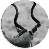 Dibond Muurcirkel - Achteraanzicht van Antilope (Zwart-wit) - 50x50 cm Foto op Aluminium Muurcirkel (met ophangsysteem)