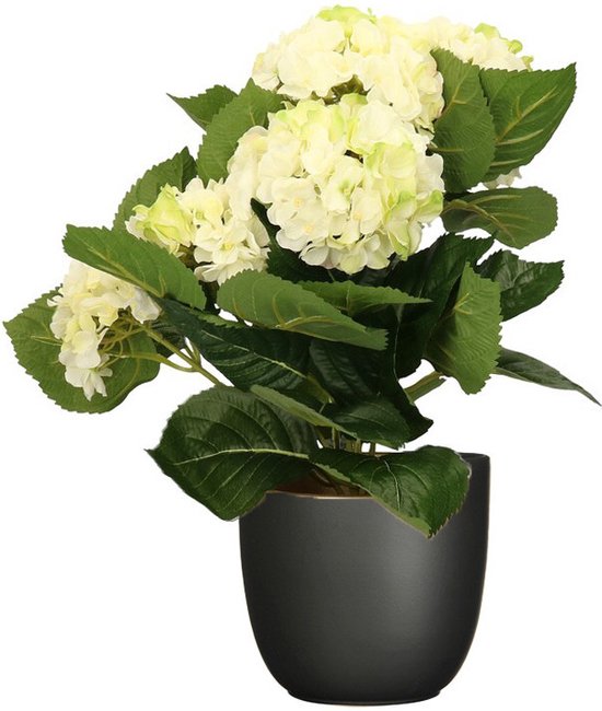Kunsthortensia met witte en groene bloemen en donkergroene bladeren in een matzwarte pot.