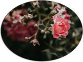 Dibond Ovaal - Roze Roos in Natuur - 80x60 cm Foto op Ovaal (Met Ophangsysteem)