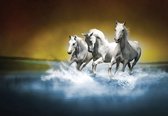 Fotobehang - Vlies Behang - Witte Galopperende Paarden in het Water - 254 x 184 cm