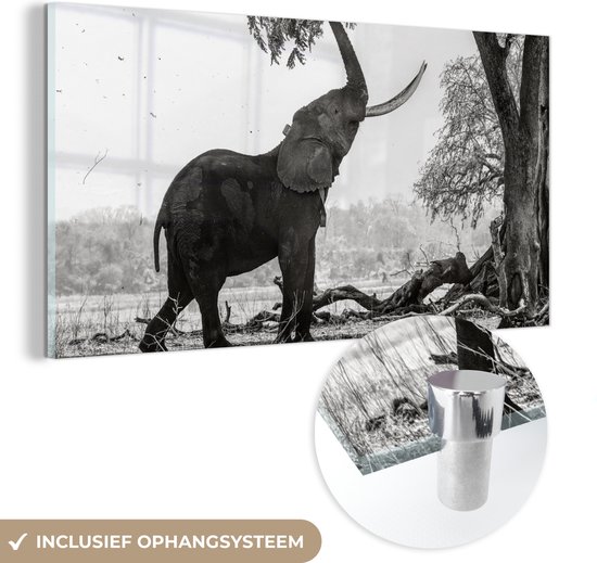 MuchoWow® Glasschilderij 80x40 cm - Schilderij acrylglas - Olifant - Boom - Dieren - Zwart wit - Foto op glas - Schilderijen