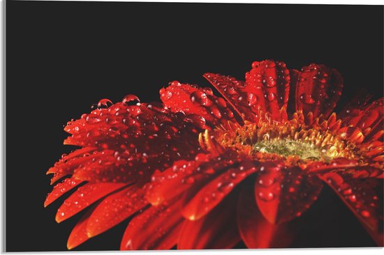 Acrylglas - Bloem - Rood - Druppels - 60x40 cm Foto op Acrylglas (Met Ophangsysteem)