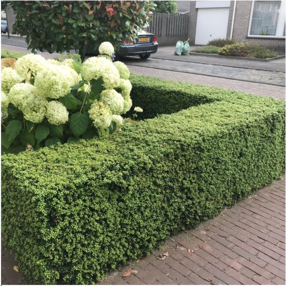 Plants By Frank - 2x Ilex Crenata Jenny Bol - Hulst - Houten Pot 20 Cm