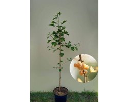 Jonge Japanse Notenboom | Ginkgo biloba | 150-200cm hoogte