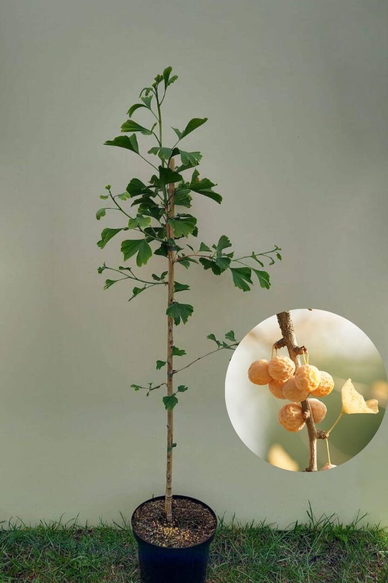 Jonge Japanse Notenboom | Ginkgo biloba | 150-200cm hoogte