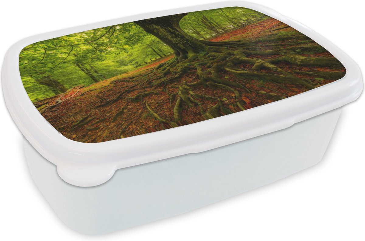 Broodtrommel Wit - Lunchbox - Brooddoos - Boom - Bos - Herfstbladeren - 18x12x6 cm - Volwassenen