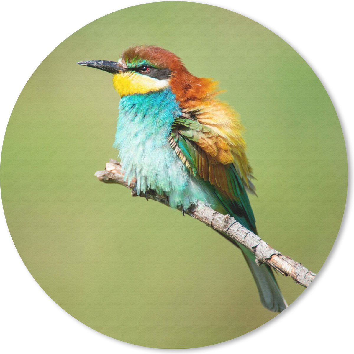 Muismat rond 20x20 cm - Mousepad Vogel - Dieren - Bijeneter - Ronde muismatten