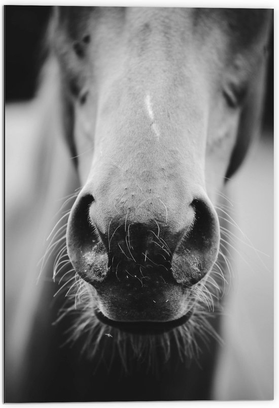 Dibond - Paard met Haren op Snuit (Zwart- wit) - 70x105 cm Foto op Aluminium (Met Ophangsysteem)