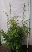 Fargesia rufa - Bamboe 40 - 50 in C2 liter pot