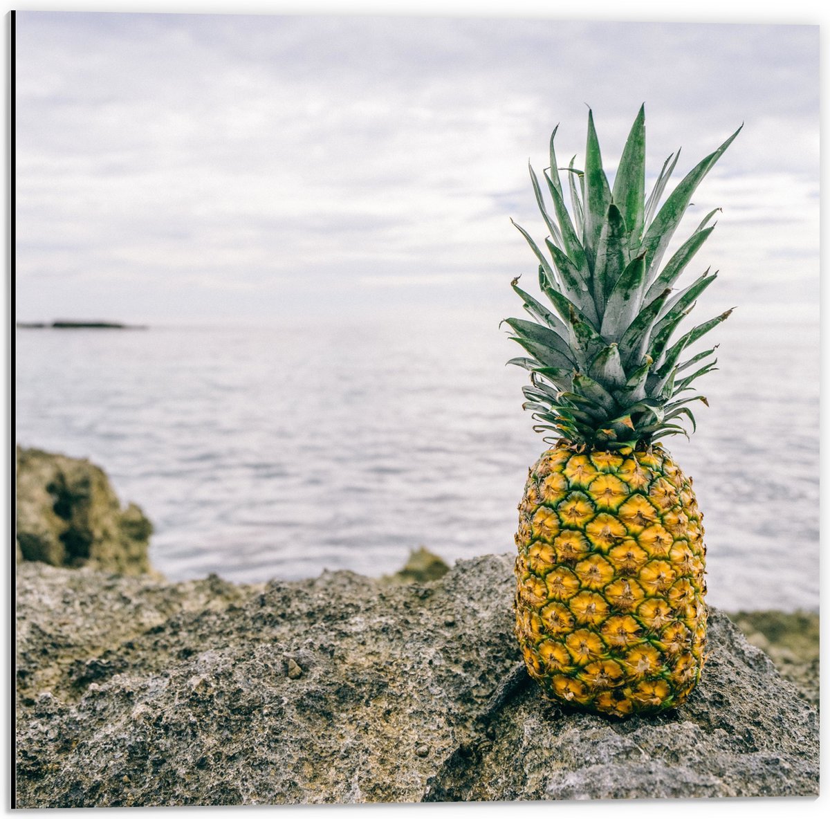 Dibond - Ananas - Rotsen - Zee - Golven - 50x50 cm Foto op Aluminium (Wanddecoratie van metaal)