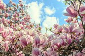 Fotobehang Kleurrijk Bloeiende Magnolia - Vliesbehang - 368 x 280 cm