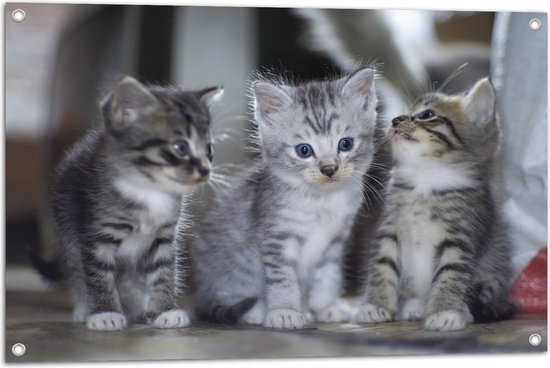 Tuinposter – Drie kittens met blauwe ogen zitten op een rijtje - 90x60 cm Foto op Tuinposter (wanddecoratie voor buiten en binnen)