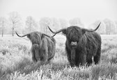 Fotobehang - Vlies Behang - Schotse Hooglanders in het Weiland - Zwart-wit - 254 x 184 cm