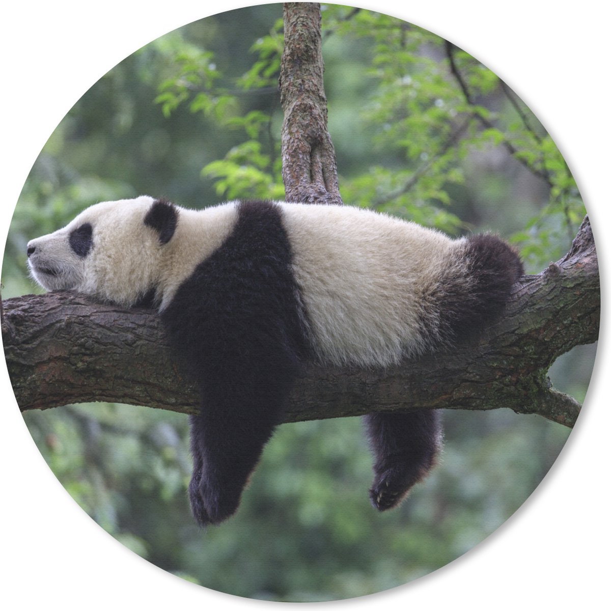 Muismat rond 30x30 cm - Mousepad Panda - Boom - Dieren - Natuur - Ronde muismatten