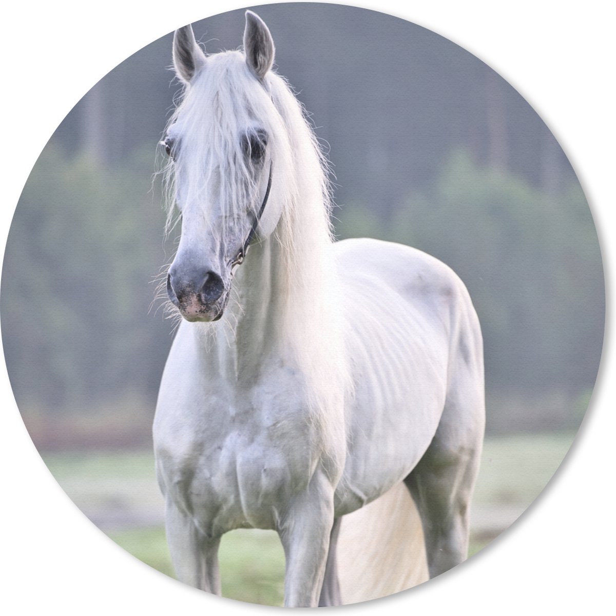 Muismat rond 40x40 cm - Mousepad Paard - Licht - Ochtend - Ronde muismatten