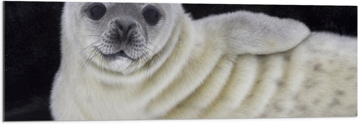 Acrylglas - Liggende Poserende Baby Zeehond - 120x40 cm Foto op Acrylglas (Met Ophangsysteem)