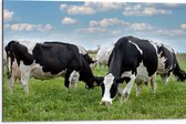 Dibond - Kudde Koeien met Zwarte en Witte Vlekken - 75x50 cm Foto op Aluminium (Met Ophangsysteem)
