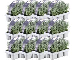 Plants by Frank - 72 Lavendelplanten - Vaste planten - Tuinplanten - 72 x Ø7 cm - 15 cm - Lavendelplant winterhard - planten
