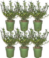 Plants by Frank - Haie de Houx de 1 mètre - Ilex crenata 'Jenny'® - Set de 6 plantes de haie rustiques - Haie à feuilles persistantes - Livré frais de la pépinière