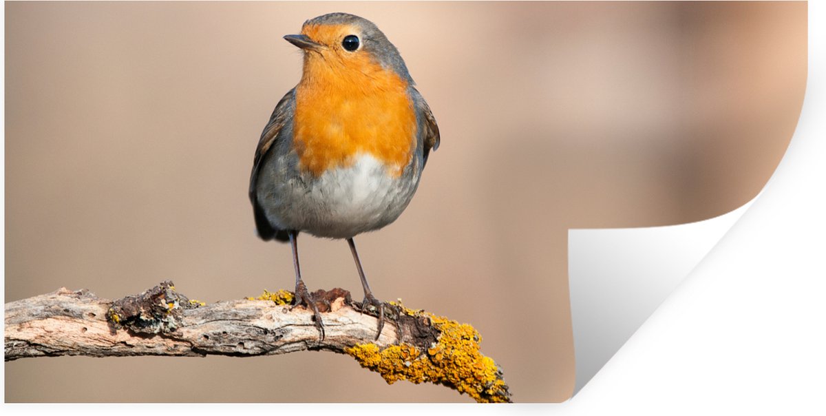 Muurstickers - Sticker Folie - Roodborstje - Vogel - Tak - Dieren - 160x80 cm - Plakfolie 