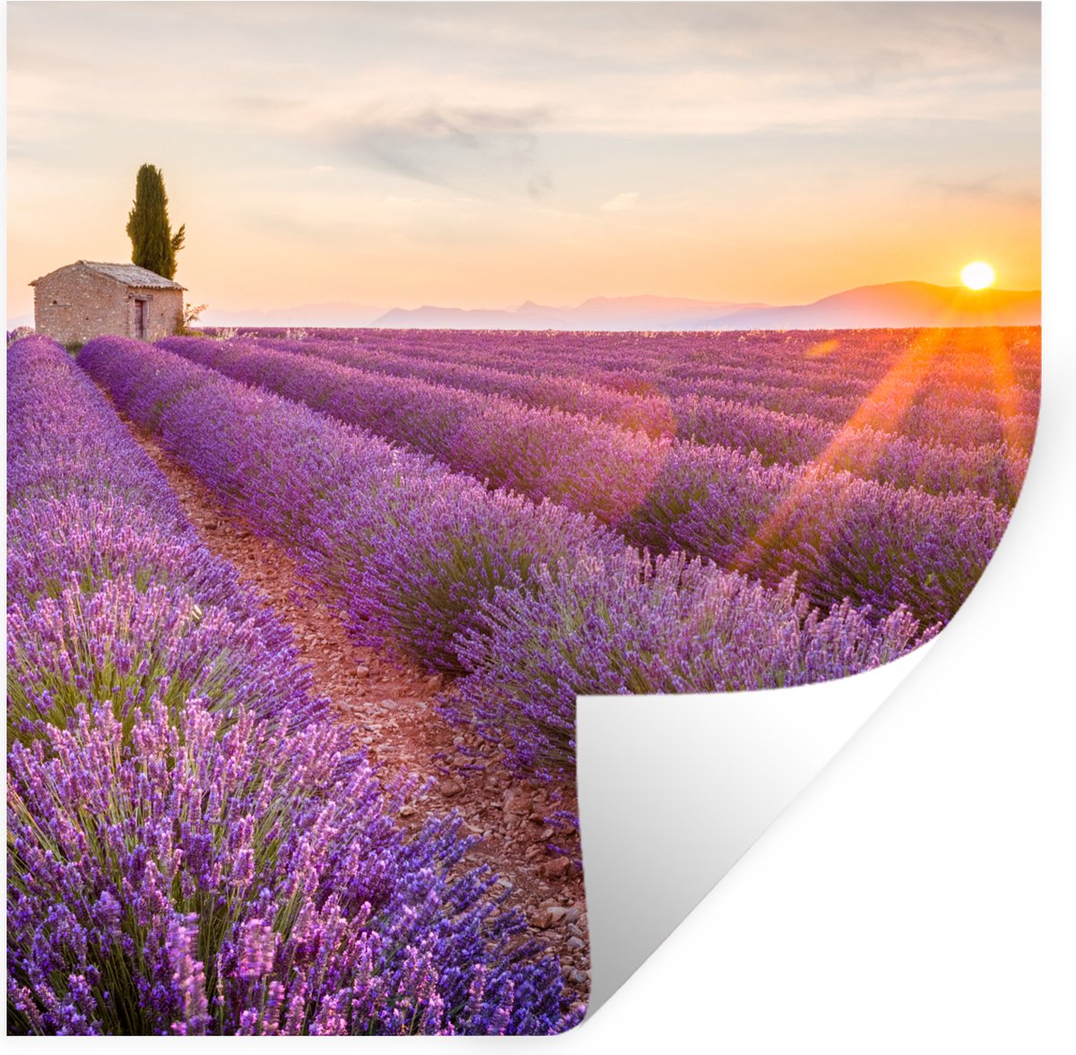 Muurstickers - Sticker Folie - Lavendel - Zonsondergang - Bloemen - Paars - 30x30 cm - Pla