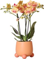 Kolibri Orchids | Oranje Phalaenopsis orchidee – Jamaica + Happy face sierpot peach – potmaat Ø9cm – 40cm hoog | bloeiende kamerplant in bloempot - vers van de kweker