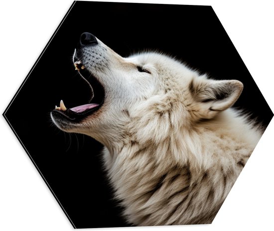 Dibond Hexagon - Zijaanzicht van Brullende Witte Wolf tegen Zwarte Achtergrond - 50x43.5 cm Foto op Hexagon (Met Ophangsysteem)