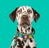 DWAM Dog with a Mission Halsband Hond – Hondenhalsband – Turquoise – L – Leer – Halsomvang tussen 32-39 cm – California Dreaming