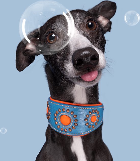 Halsband windhond - Dierenbenodigdheden online