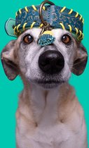 DWAM Dog with a Mission Collar Dog - Collier pour chien - Blauw - Vert - Jaune - Cuir - XS -Tour de cou entre 23-29 cm - Jack