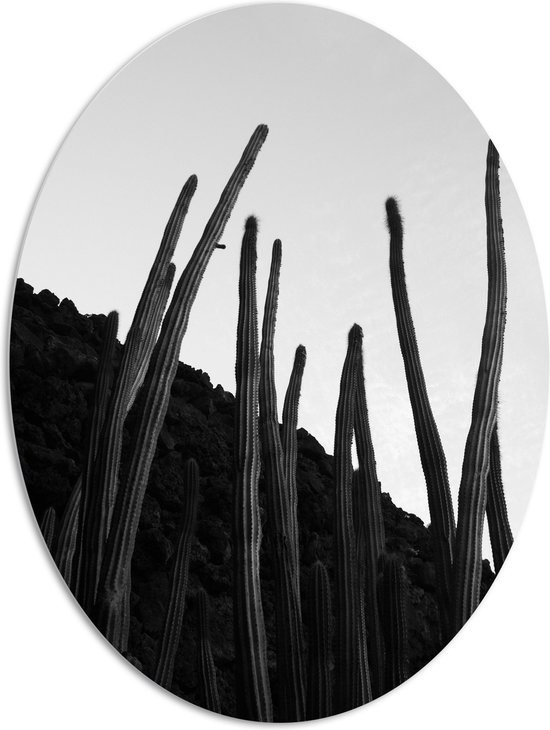 PVC Schuimplaat Ovaal - Planten - Cactussen - Zwart - Wit - 81x108 cm Foto op Ovaal (Met Ophangsysteem)
