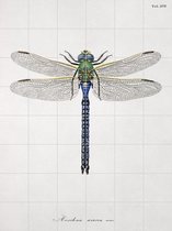 IXXI Illustration of Dragonflies - Wanddecoratie - Winter - 120 x 160 cm
