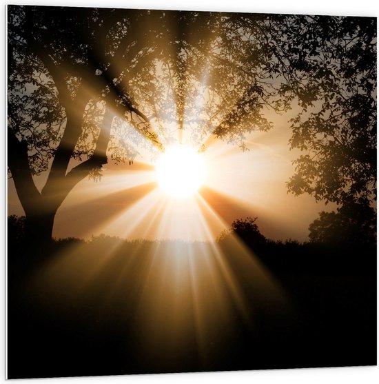 PVC Schuimplaat - Bomen - Landschap - Zon - Zonsondergang - 100x100 cm Foto op PVC Schuimplaat (Met Ophangsysteem)