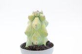 Ikhebeencactus | Boobiecactus | Myrtillocactus geometrizans fukurokuryuzinboku | bijzonderde cactus