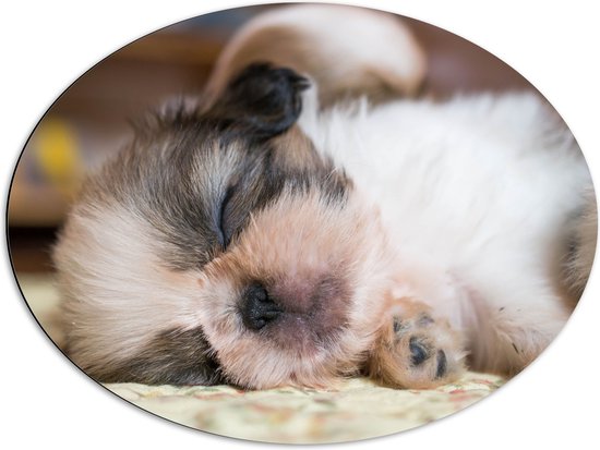 Dibond Ovaal - Slapende Shi Tzu Puppy op Kleed in de Woonkamer - 80x60 cm Foto op Ovaal (Met Ophangsysteem)