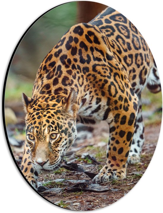 Dibond Ovaal - Sluipende Jaguar door het Bos - 21x28 cm Foto op Ovaal (Met Ophangsysteem)