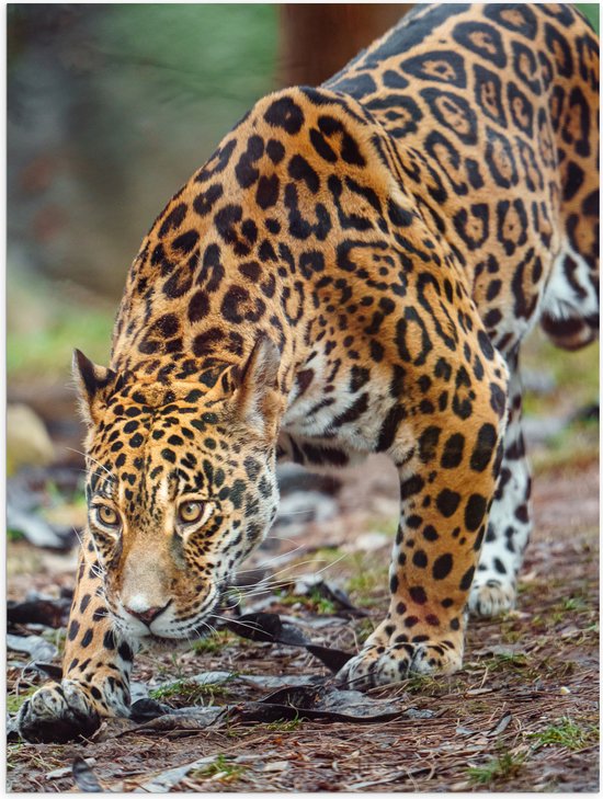 Poster (Mat) - Sluipende Jaguar door het Bos - 30x40 cm Foto op Posterpapier met een Matte look