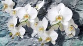 Fotobehang - Vlies Behang - Witte Orchideeën - Bloemen - 312 x 219 cm