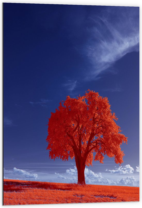 Dibond - Landcshap - Boom - Wolken - Gras - Oranje - 60x90 cm Foto op Aluminium (Met Ophangsysteem)