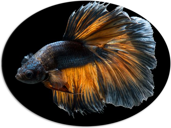 Dibond Ovaal - Blauwe Vis met Oranje Details en Dansende Vinnen - 80x60 cm Foto op Ovaal (Met Ophangsysteem)