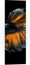 PVC Schuimplaat - Blauwe Vis met Oranje Details en Dansende Vinnen - 30x90 cm Foto op PVC Schuimplaat (Met Ophangsysteem)