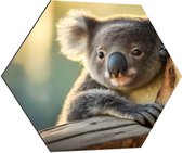 Dibond Hexagon - Aandoenlijke Koala van Achter Boom - 70x60.9 cm Foto op Hexagon (Met Ophangsysteem)