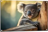 Tuinposter – Aandoenlijke Koala van Achter Boom - 90x60 cm Foto op Tuinposter (wanddecoratie voor buiten en binnen)