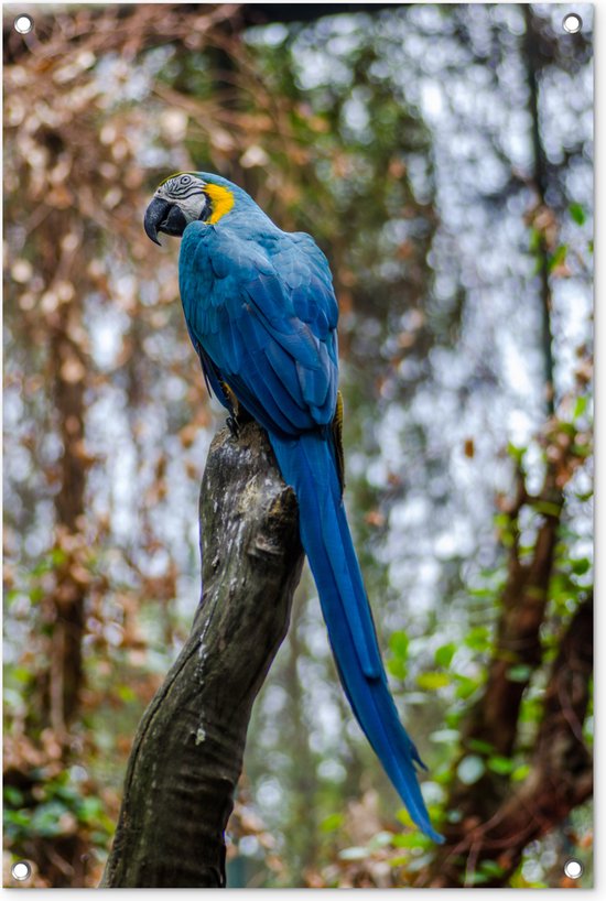 Tuinposters buiten Vogel - Papegaai - Blauw - 60x90 cm - Tuindoek - Buitenposter